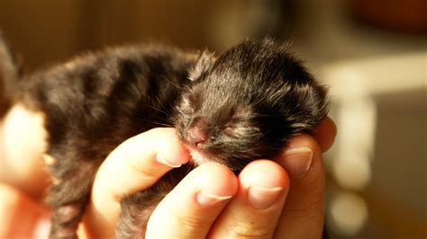 gatos recien nacidos sin pelo|¡Bienvenido a casa gatito! Cómo cuidar de mi gato。